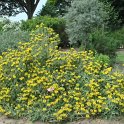 Phlomis fruticosa